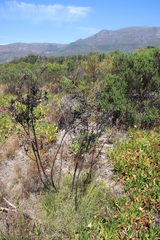 Leucadendron floridum