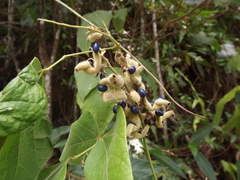 Rhynchosia acuminatissima