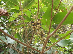 Rhynchosia acuminatissima