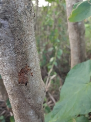 Nasutitermes corniger