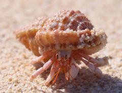 Coenobita perlatus