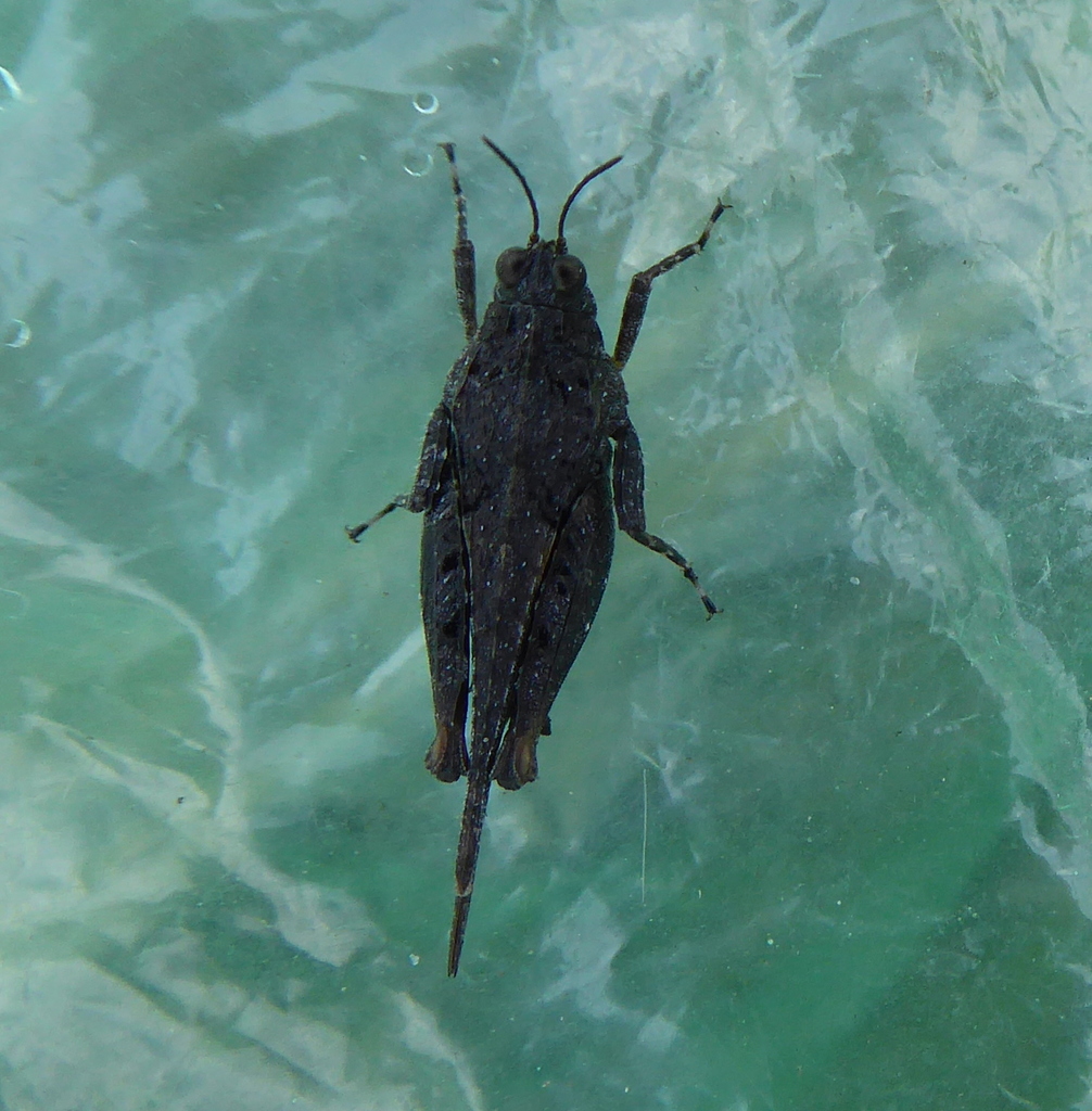 Paratettix subpustulatus