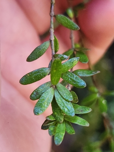 Coprosma obconica, photograph 4