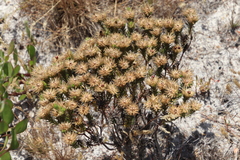 Phylica pubescens