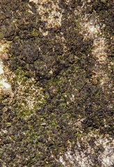 Endocarpon pallidulum