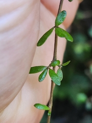 author not stated, no rights reserved Coprosma obconica, photograph author not stated, no rights reserved