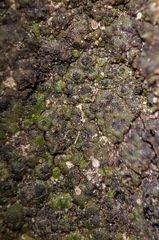 Endocarpon pallidulum