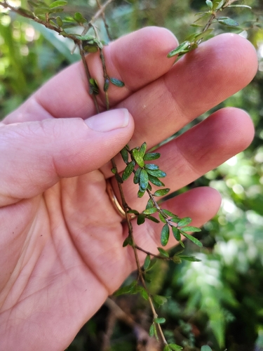 Coprosma obconica, photograph 6