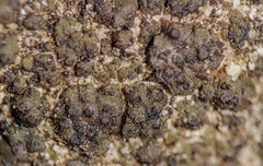 Endocarpon pallidulum