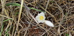 Crocus ochroleucus