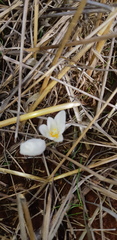 Crocus ochroleucus