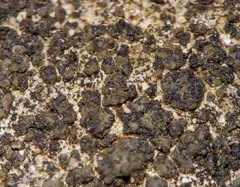 Endocarpon pallidulum