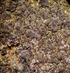 Endocarpon pallidulum