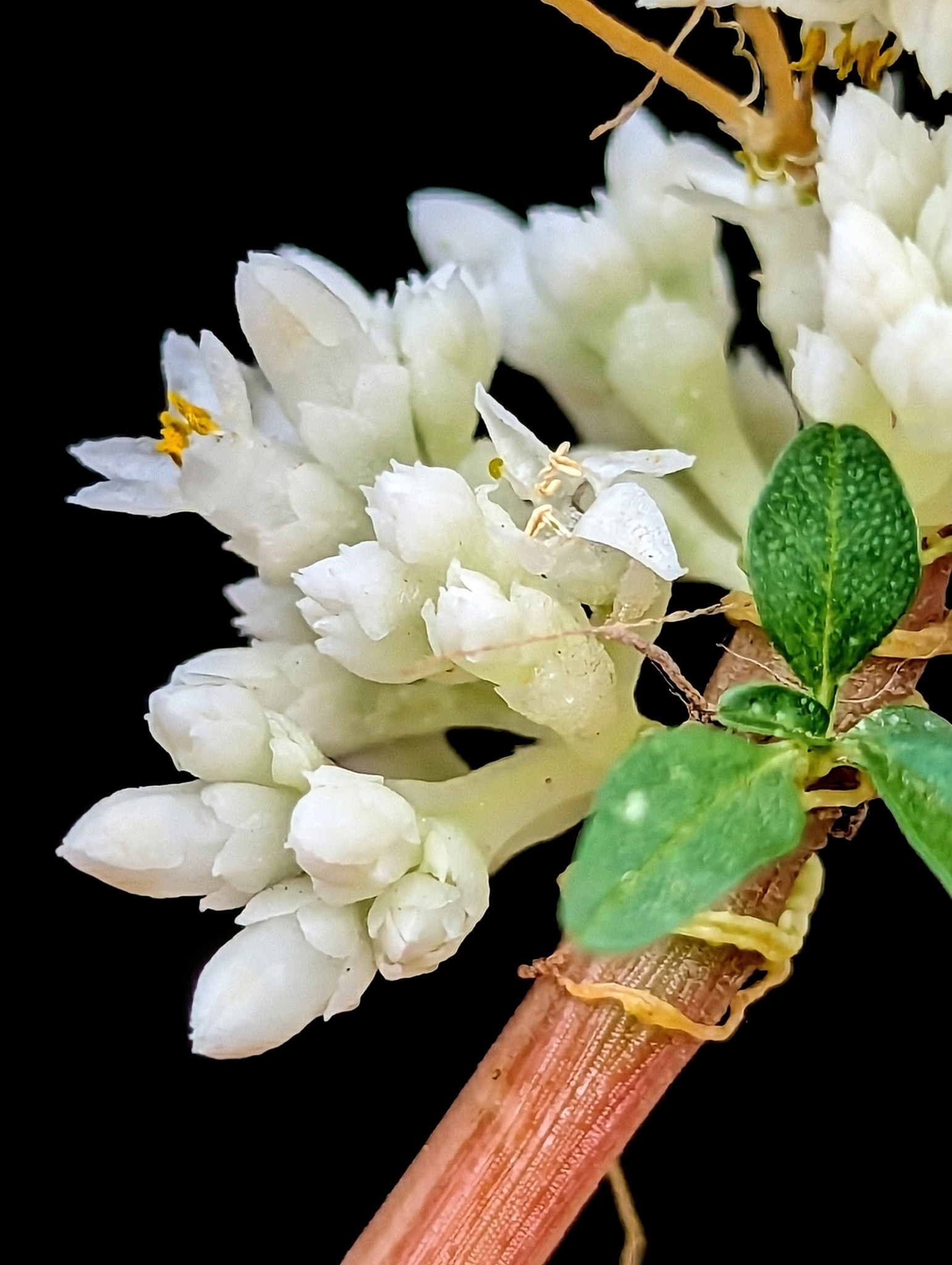 Cuscuta odontolepis