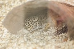 Eublepharis macularius