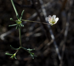 Gypsophila capillaris