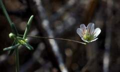Gypsophila capillaris