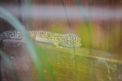 Eublepharis macularius