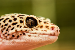 Eublepharis macularius