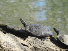 Trachemys scripta