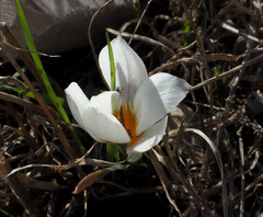 Crocus hyemalis