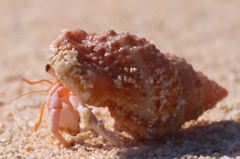 Coenobita perlatus