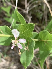 Triaspis glaucophylla