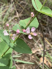 Triaspis glaucophylla