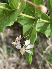 Triaspis glaucophylla