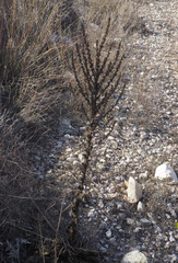 Verbascum sinaiticum