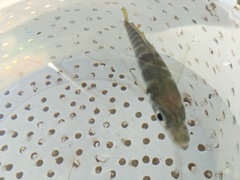 Trachurus