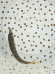 Trachurus