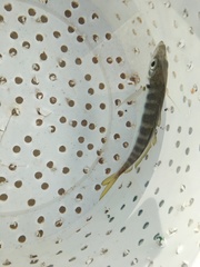 Trachurus