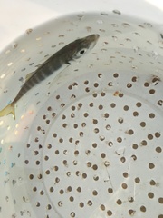 Trachurus