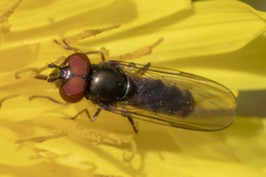 Platycheirus obscurus