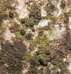 Scoliciosporum umbrinum