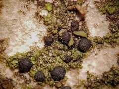 Scoliciosporum umbrinum