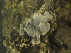 Echinopora gemmacea image