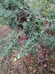 Cytisus nigricans