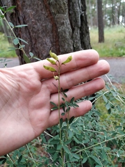 Cytisus nigricans