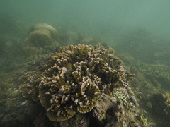 Montipora confusa