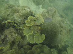 Montipora foliosa