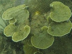 Montipora foliosa