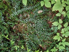 Genista germanica