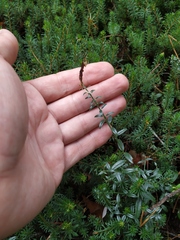 Genista germanica
