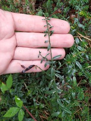 Genista germanica