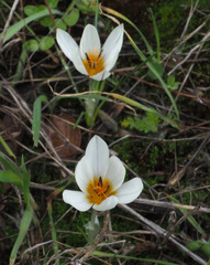 Crocus hyemalis