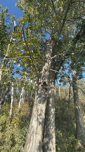 balsam poplar