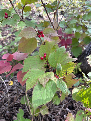 squashberry