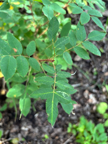 Prickly Wild Rose